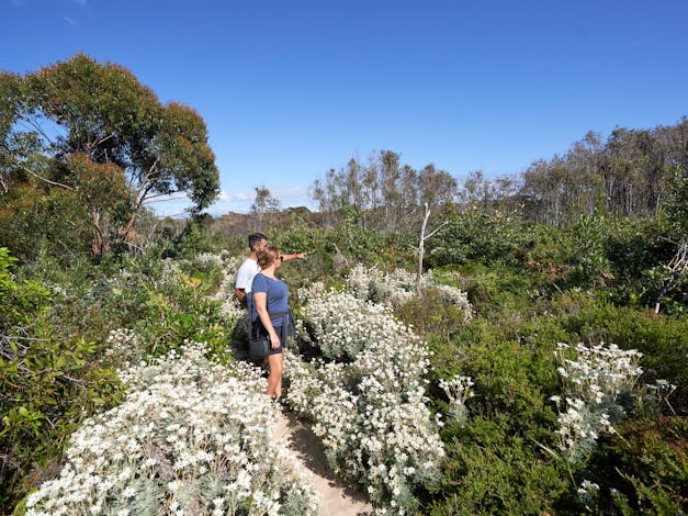 South Pacific Heathland Reserve