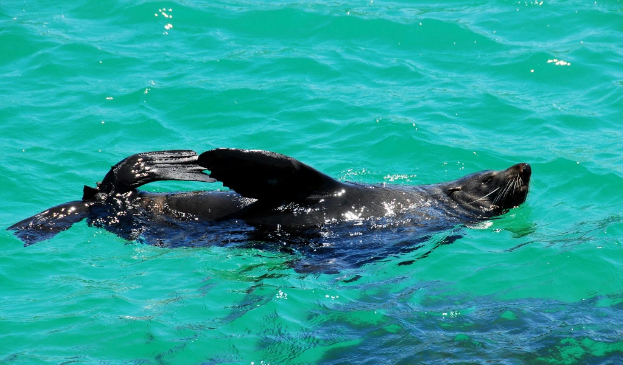 Narooma seals and whales discovery tour