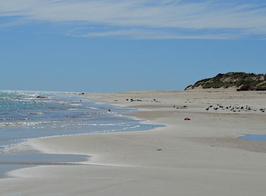 Corny Point Rocks Swincer Rocks Bush Campground - Corny Point, Accommodation | Sout...