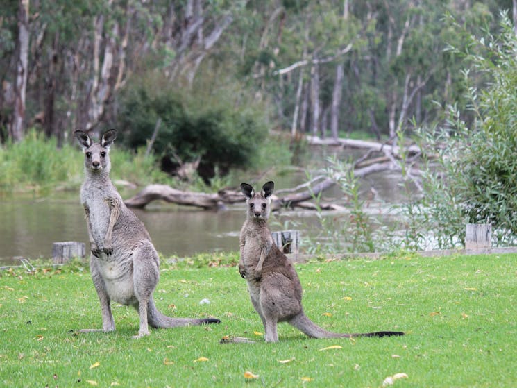 Kangaroos run freely within our park and surrounding bushland