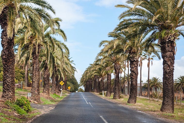 Avenue of Palms