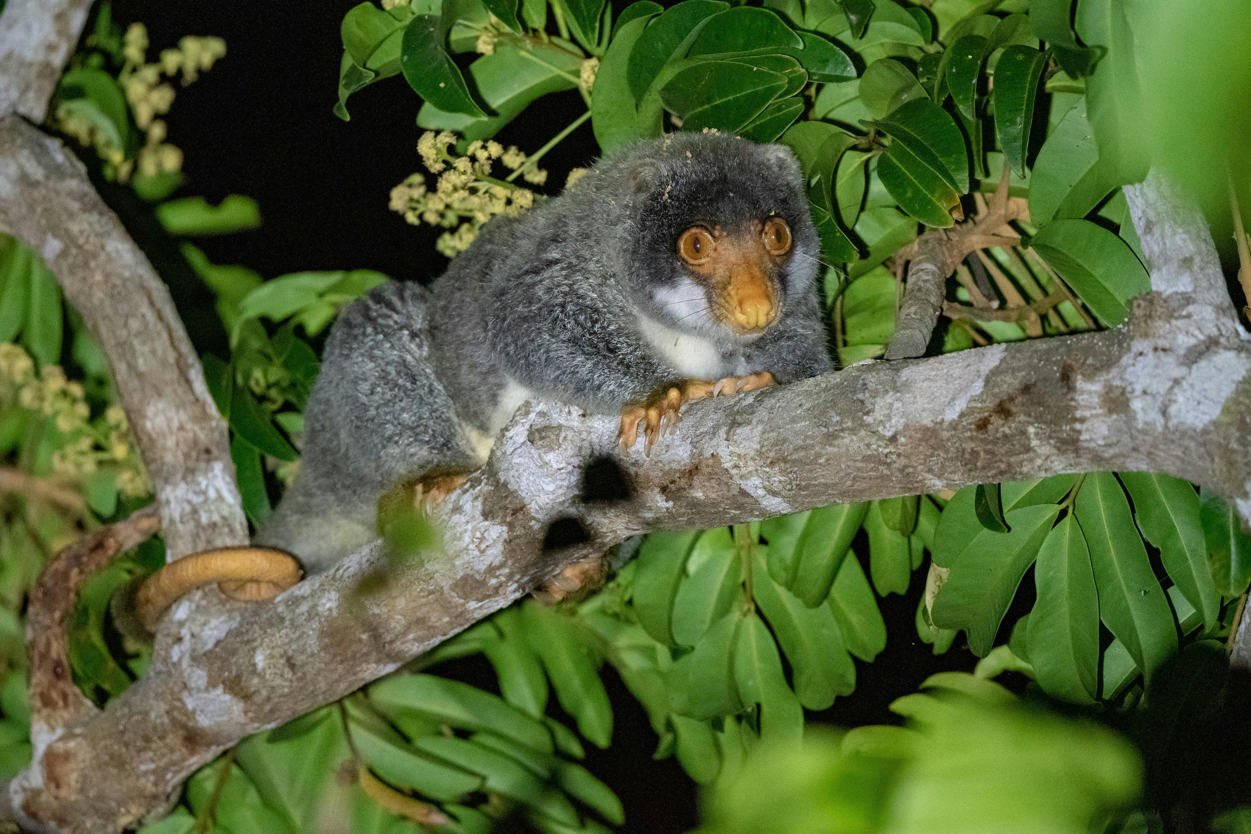 Common Spotted Cuscus (Spilocuscus maculatus)