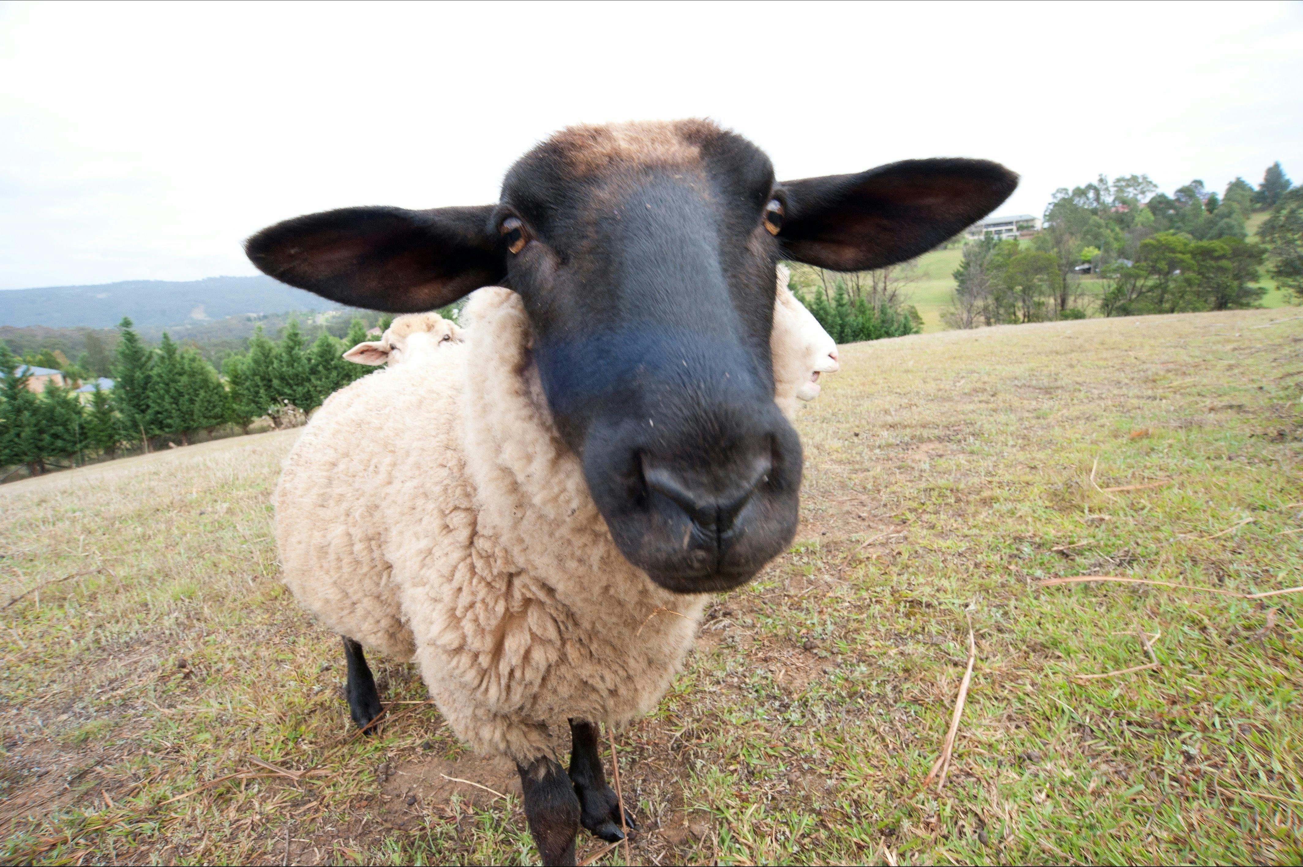 Relax and enjoy the sweeping mountain views and our resident sheep from your balcony. Contact us!