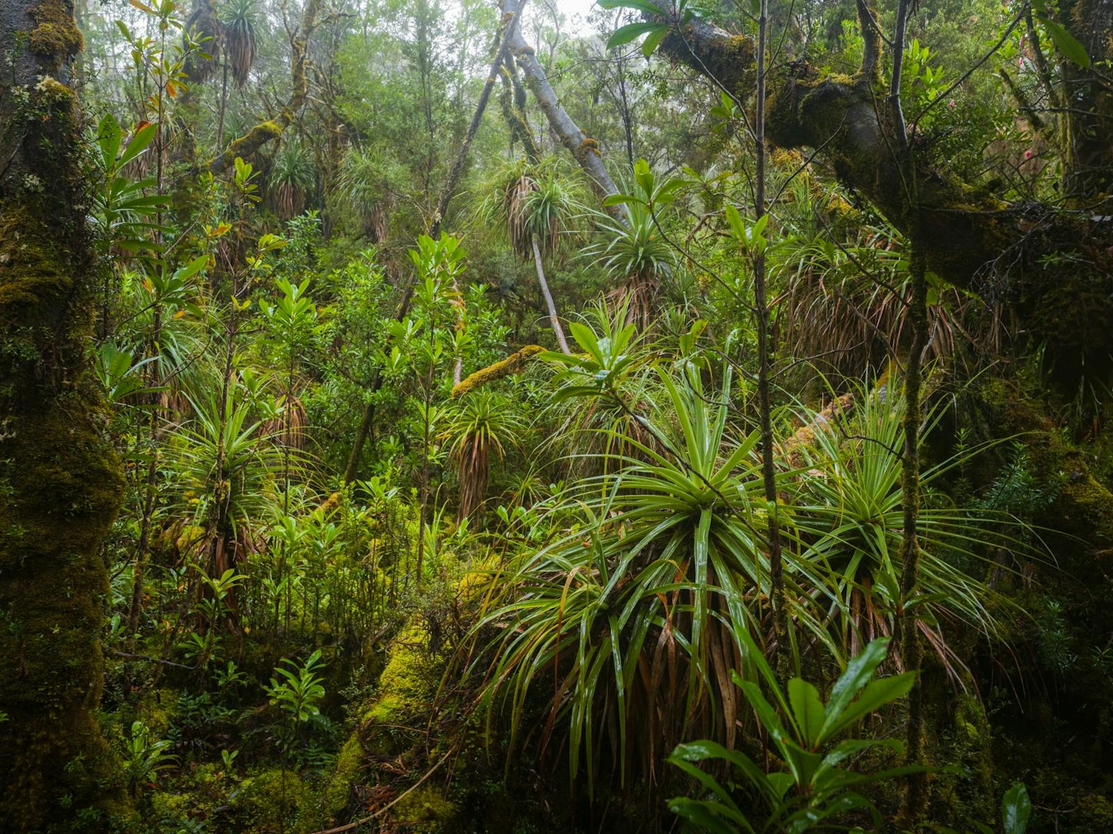 Tasmanian Photography Tours