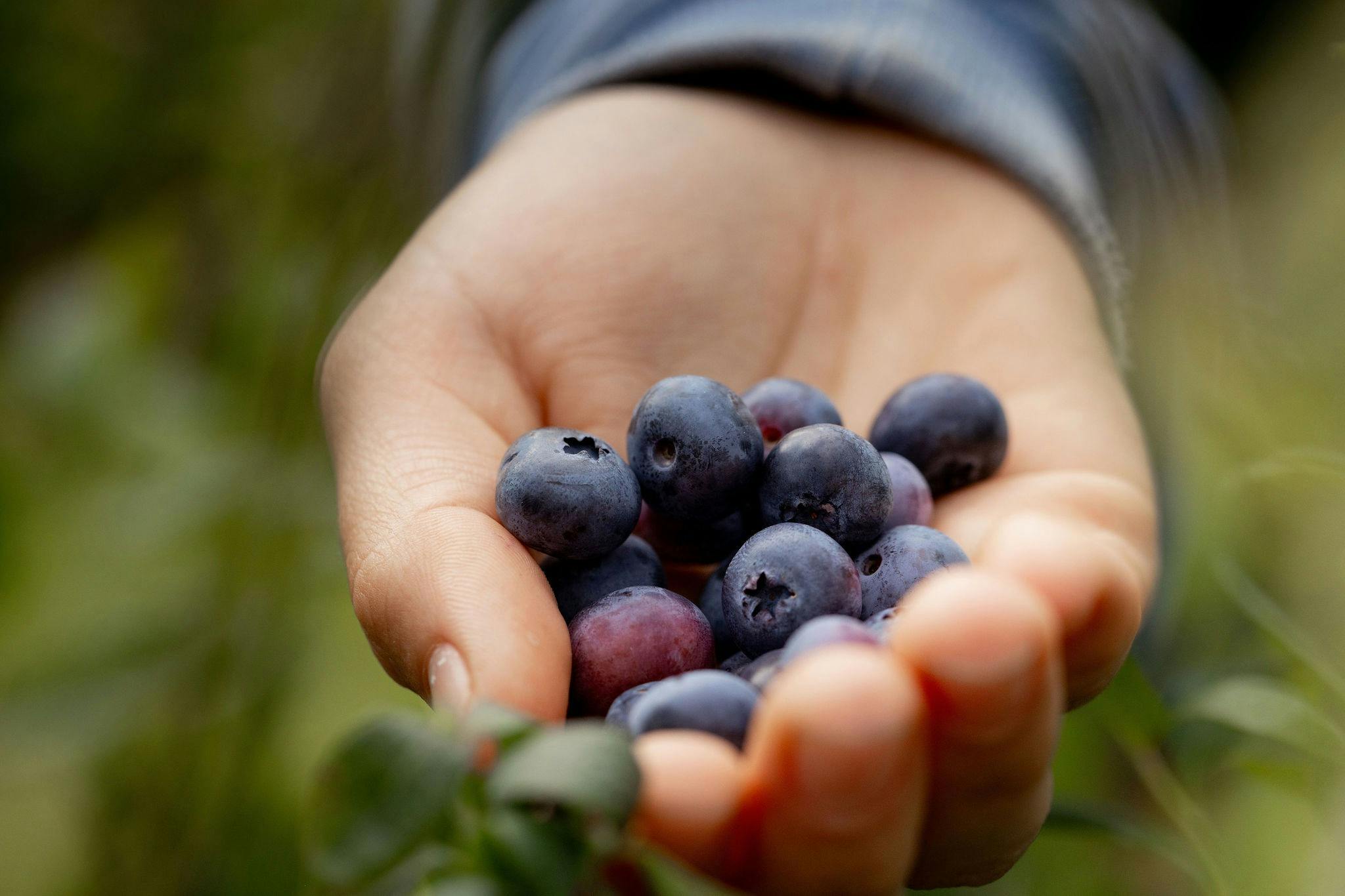 드론으로 본 농장 풍경