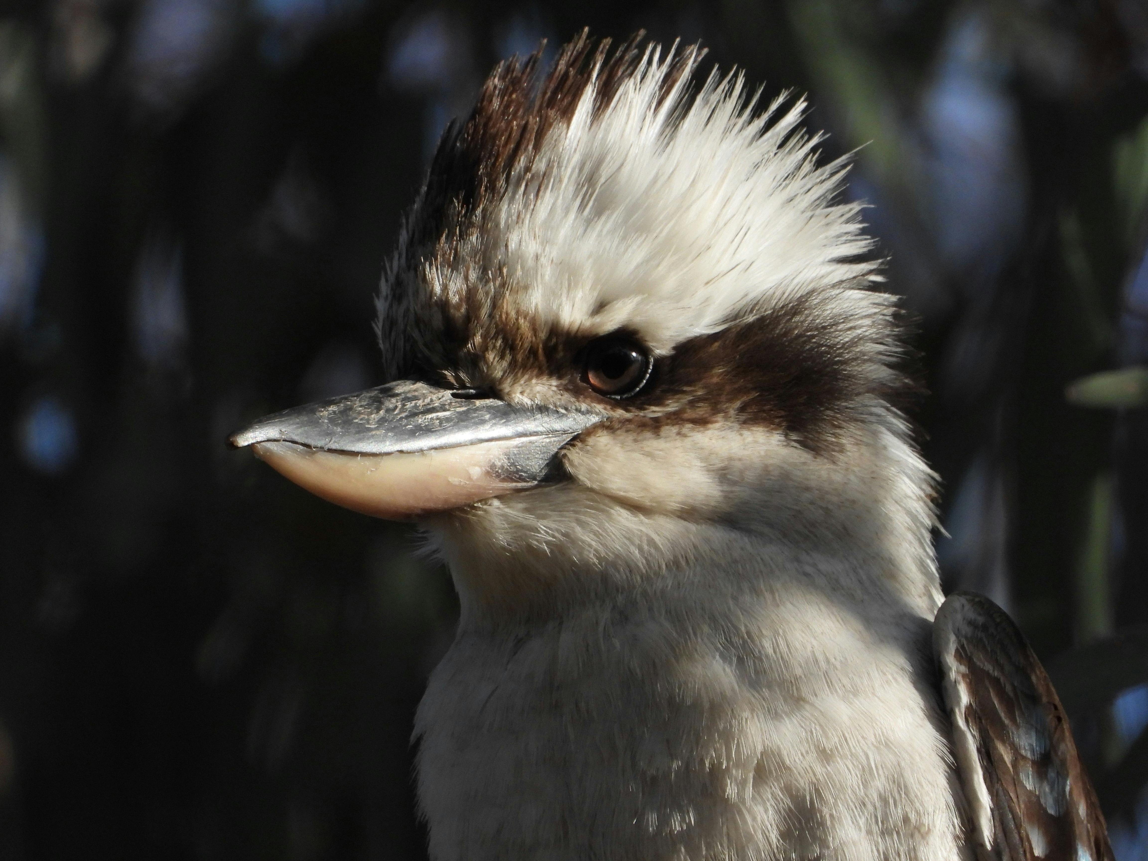 Kookaburra's head with spiky feathers