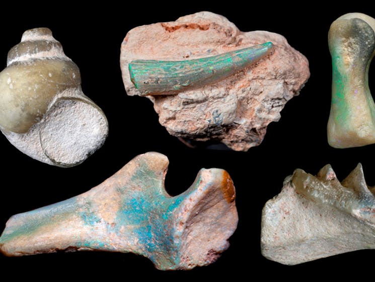 Opalised fossils