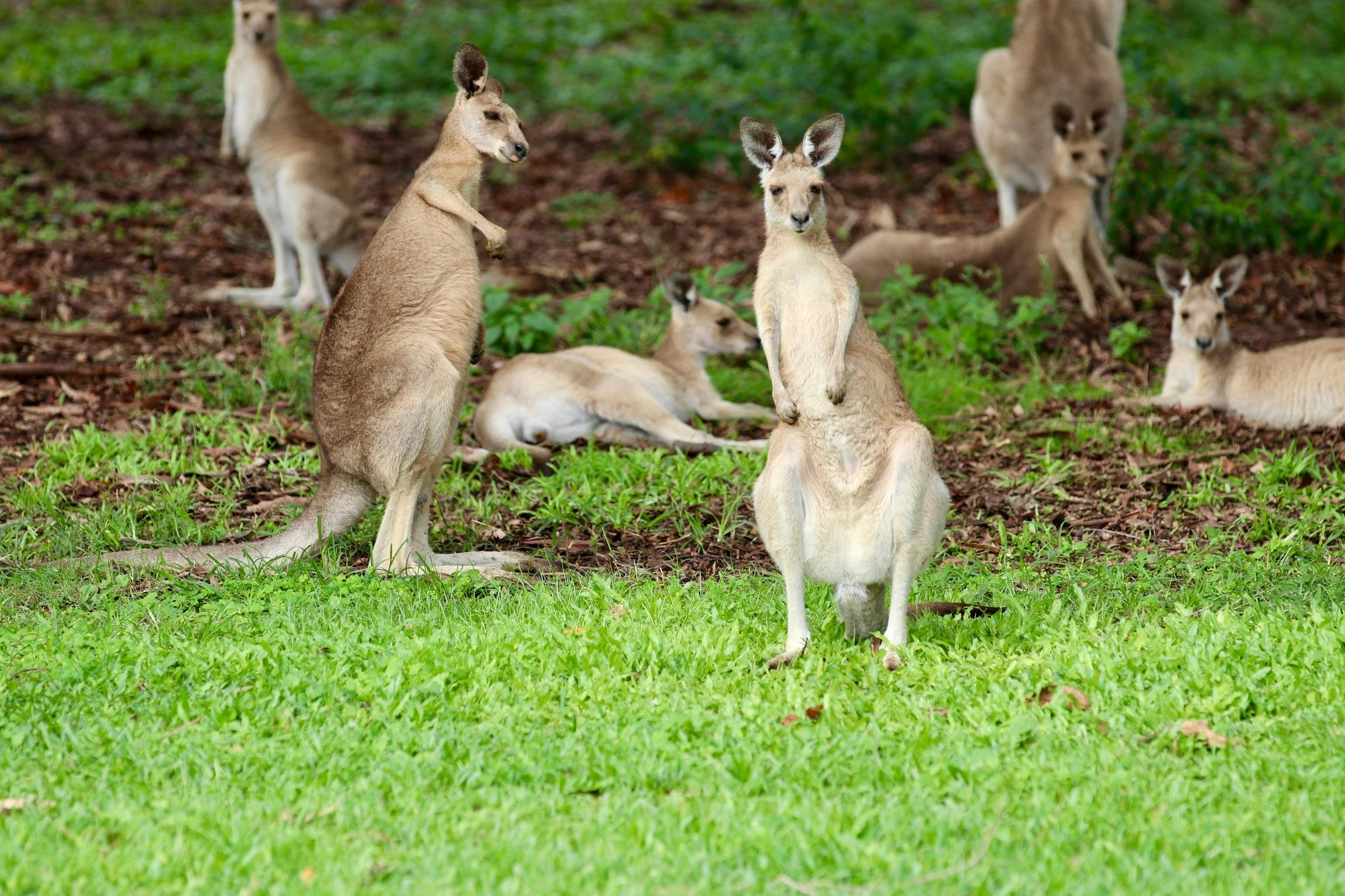 Kangaroos watching visitor some laying on the ground some standing