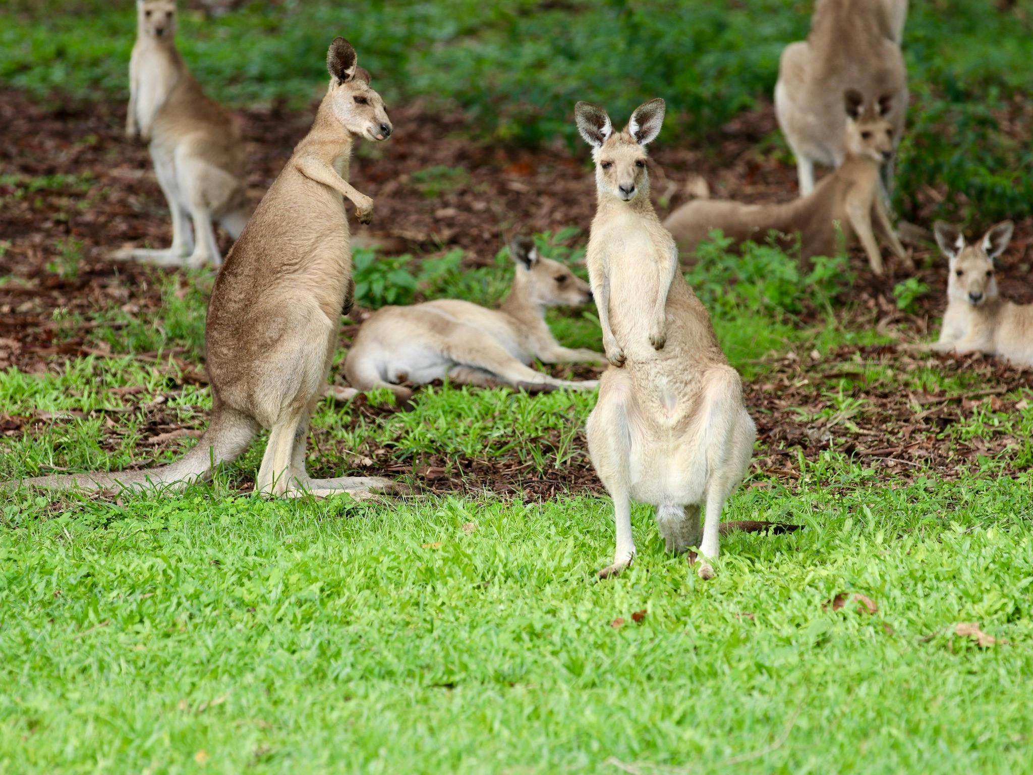 Kangaroos watching visitor some laying on the ground some standing Kangaroos watching visitor some laying on the ground some standing