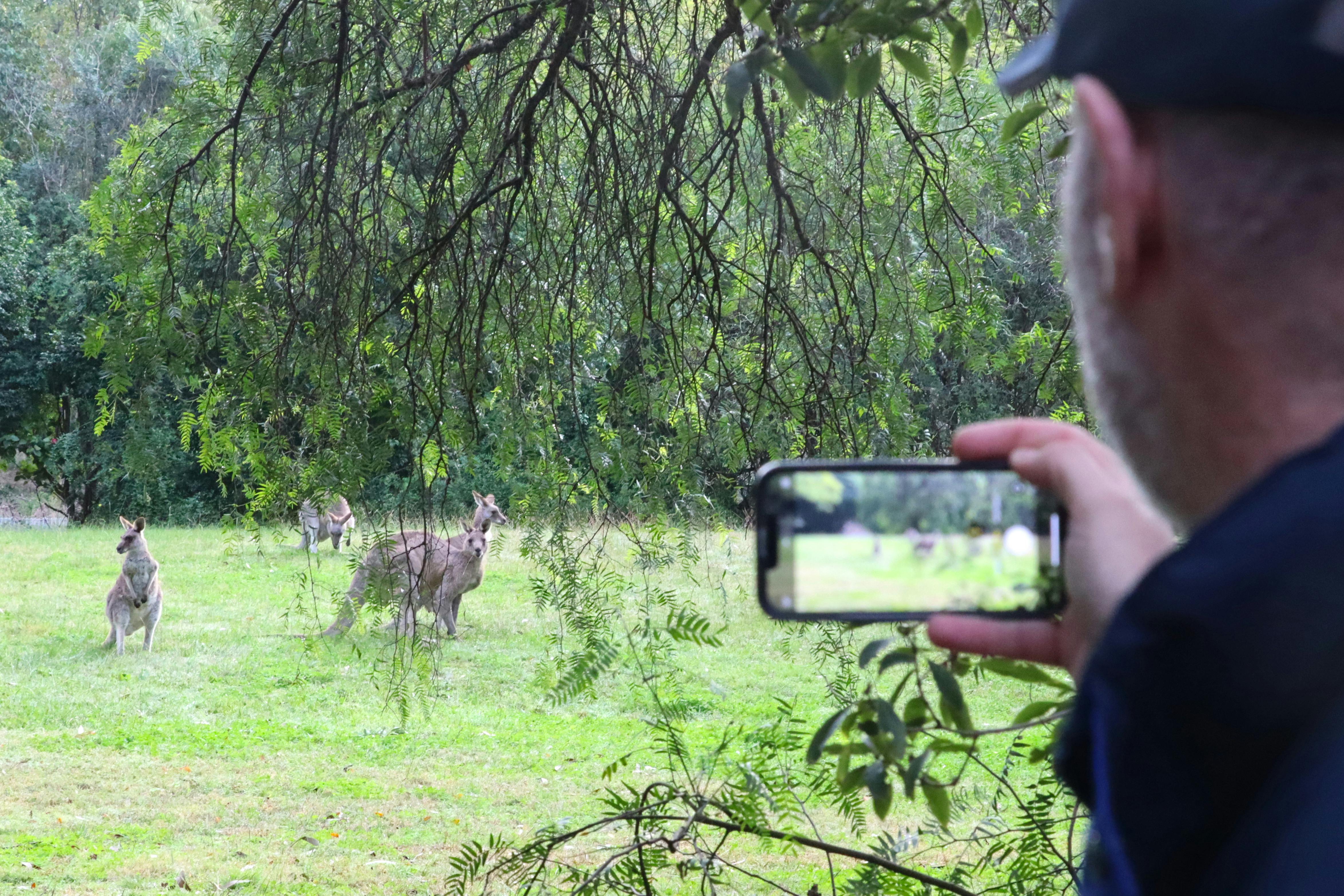 Person taking a photo of the Wild Kangaroos grazing on the grass