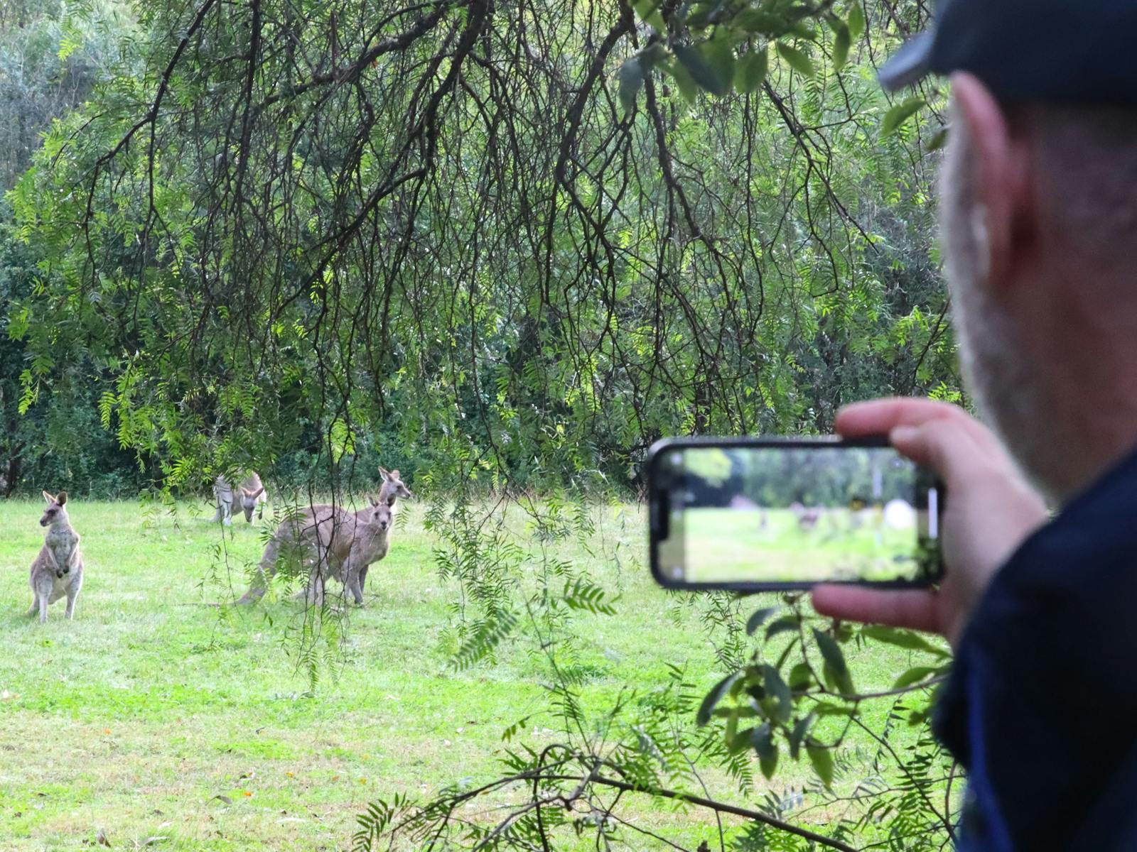 Person taking a photo of the Wild Kangaroos grazing on the grass