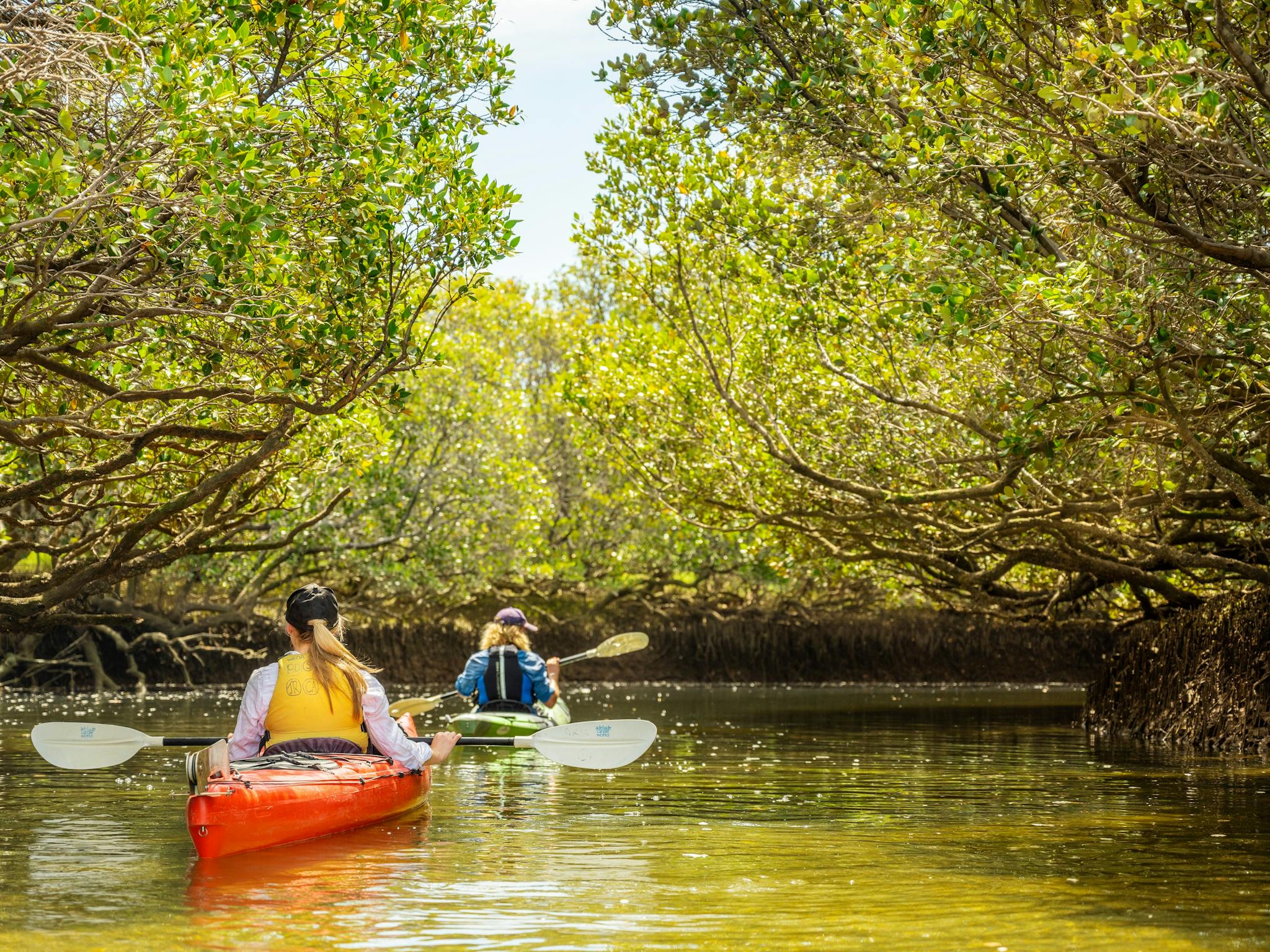 A tour group explores the hidden mangrove channels