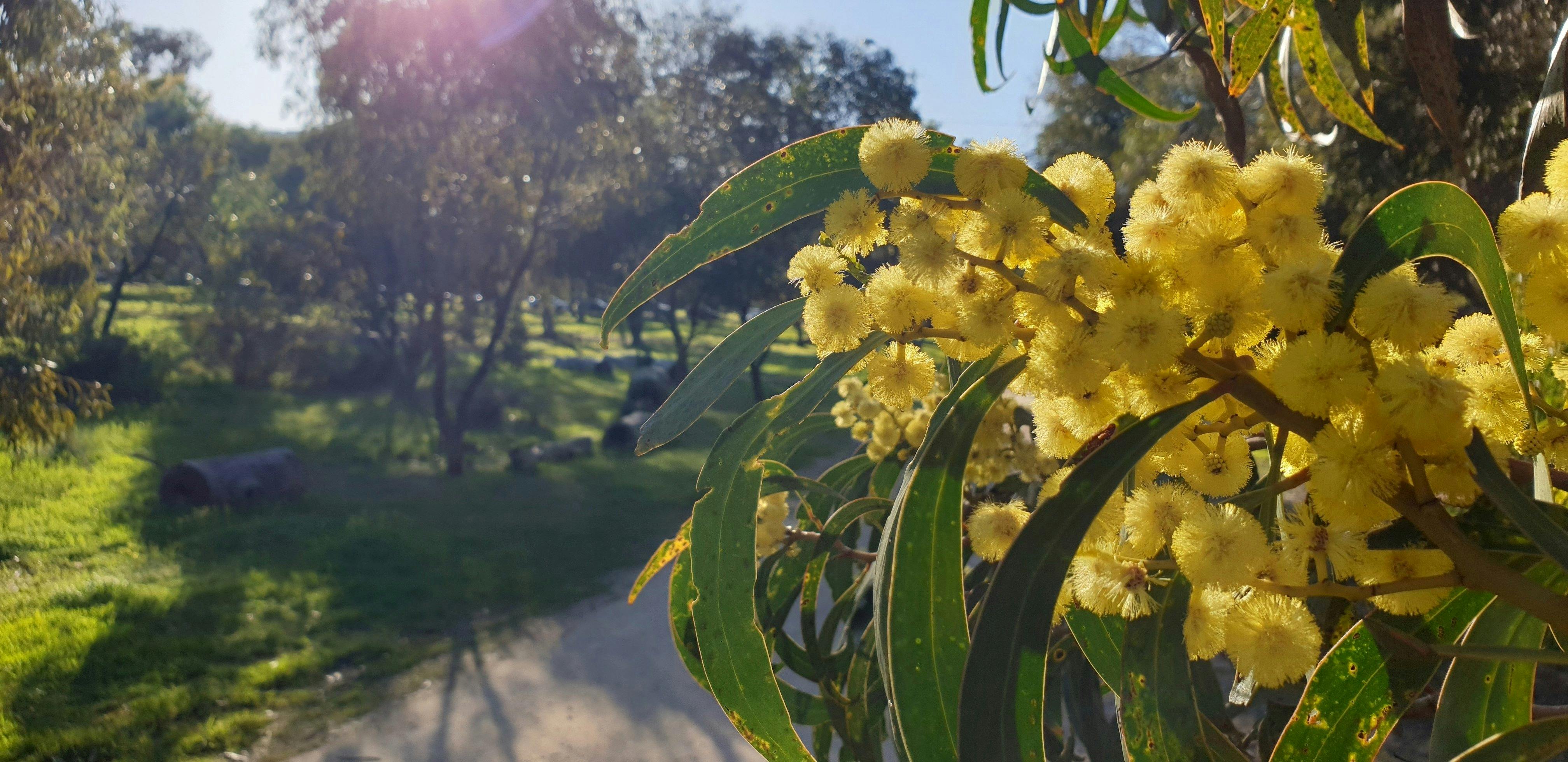 Guided Walk through Golden Wattle Park / Mirnu Wirra (Park 21W)