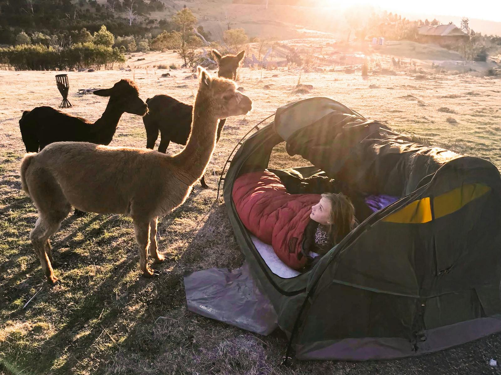 A young girl is waking up to the sight of alpacas in the early sun