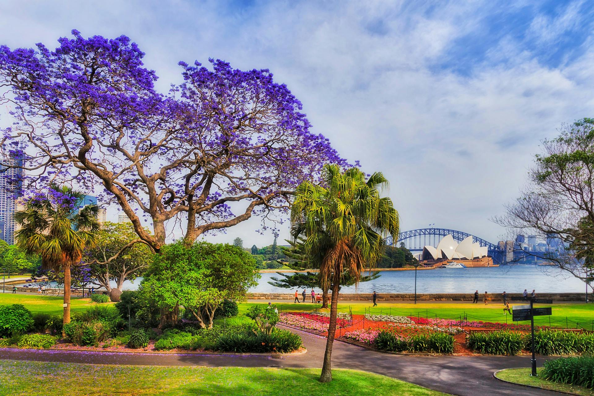 Annual Jacaranda Cruises on Sydney Harbour