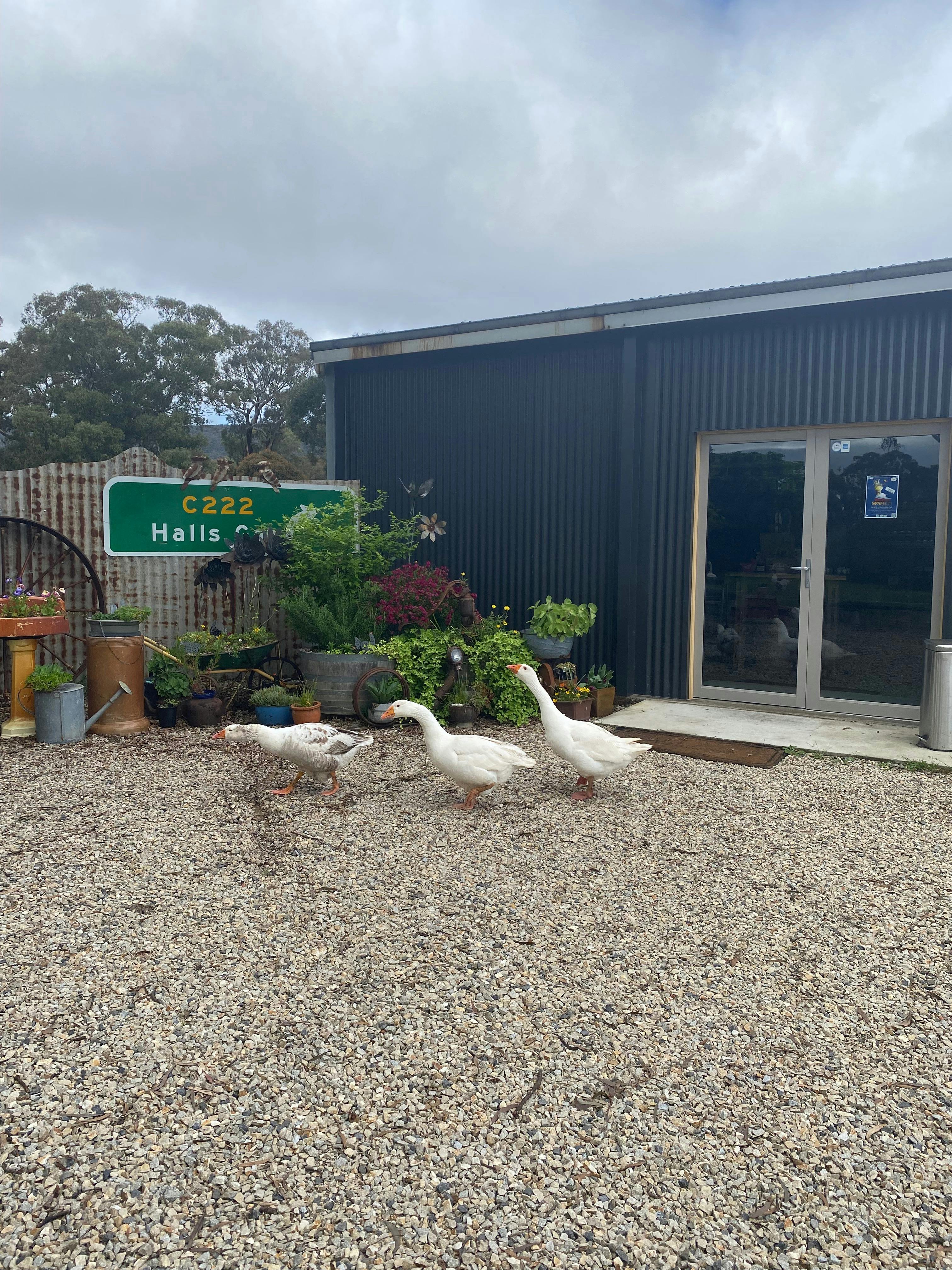 Five Ducks Farm