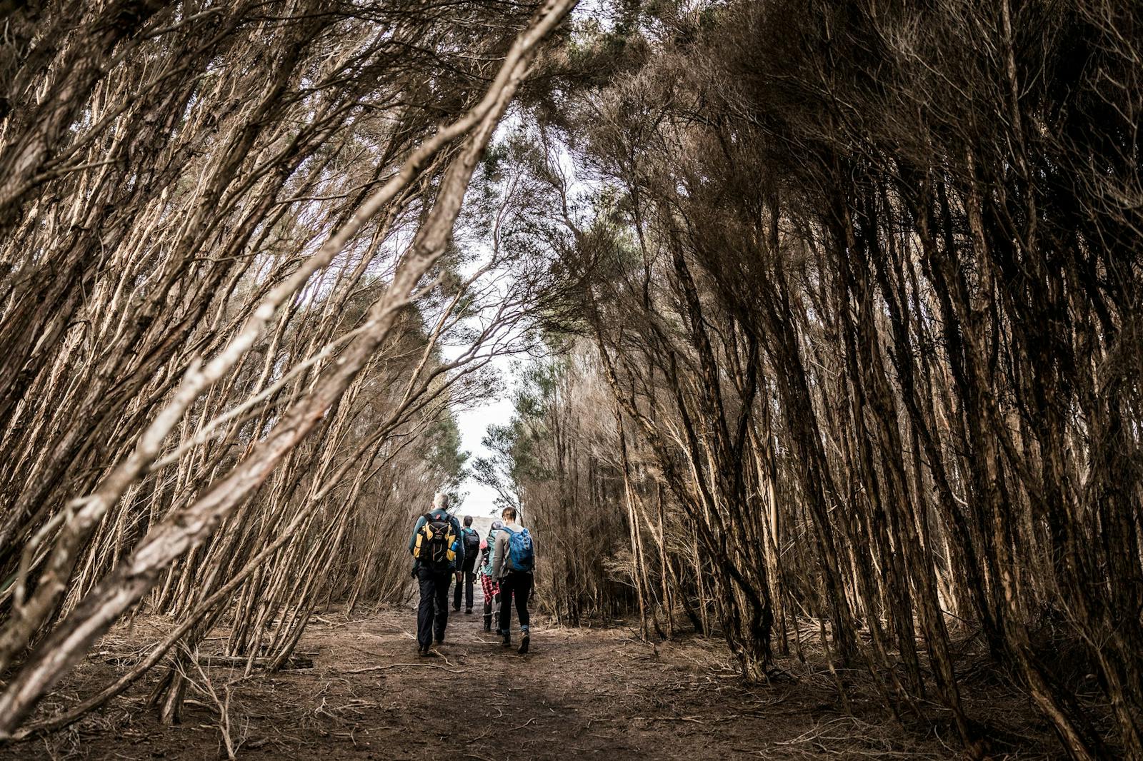 Bird Hide Walk