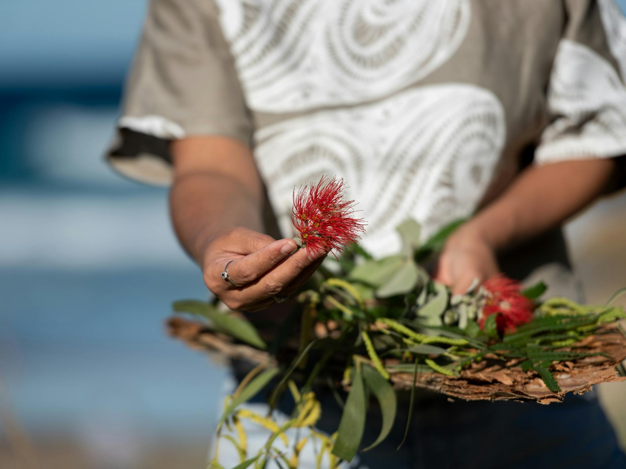 Learn about the Aboriginal uses of the flora of the Island Learn about the Aboriginal uses of the flora of the Island