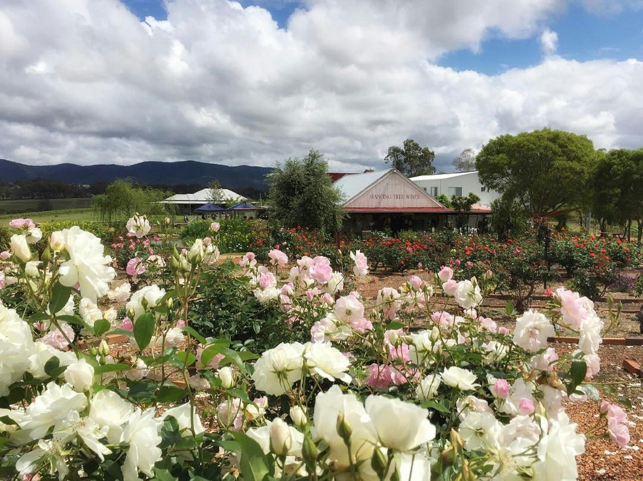 The roses are in full bloom