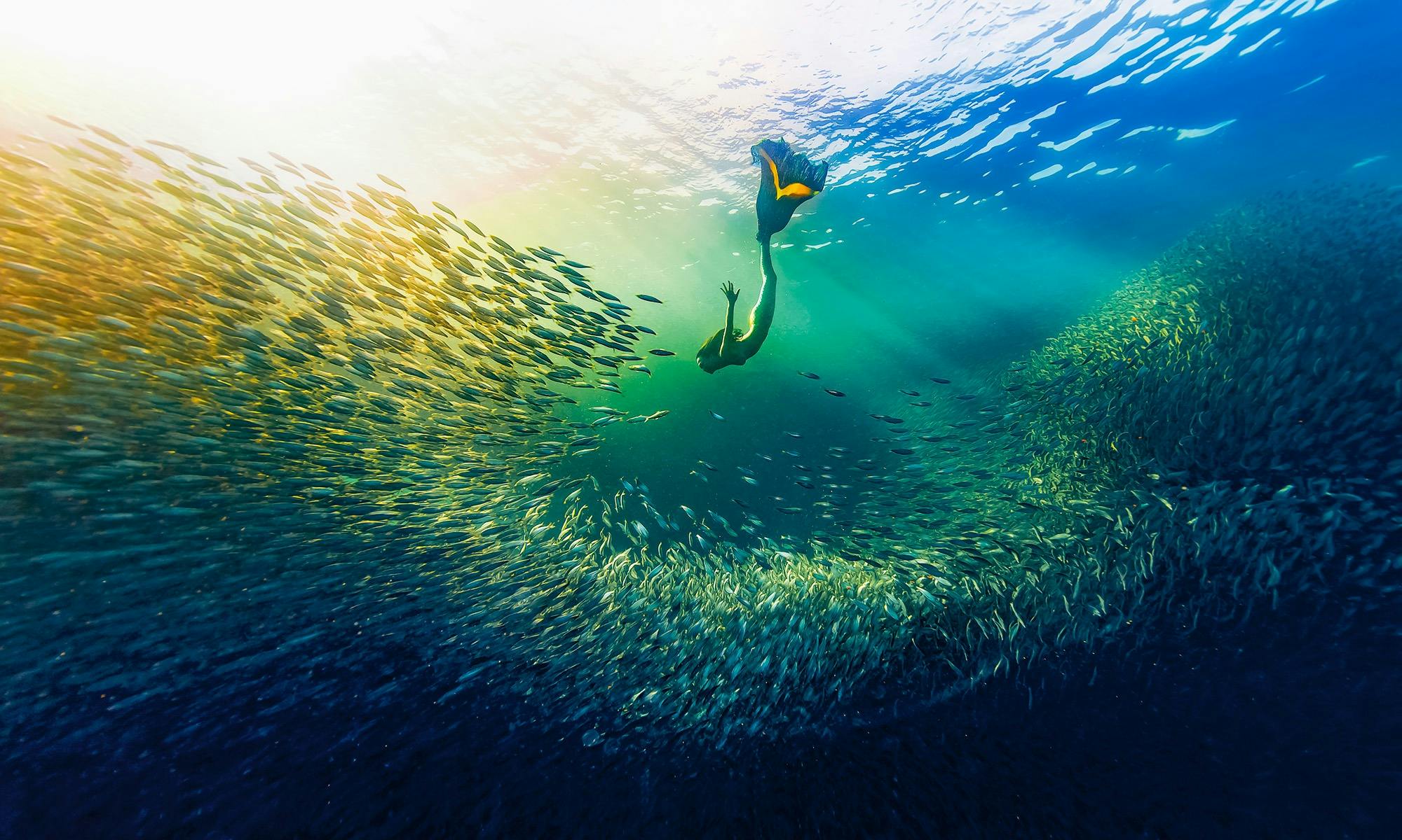 A freediver with her customised fishtail swims amidst a school of sardines.    Moalboal, Philippines