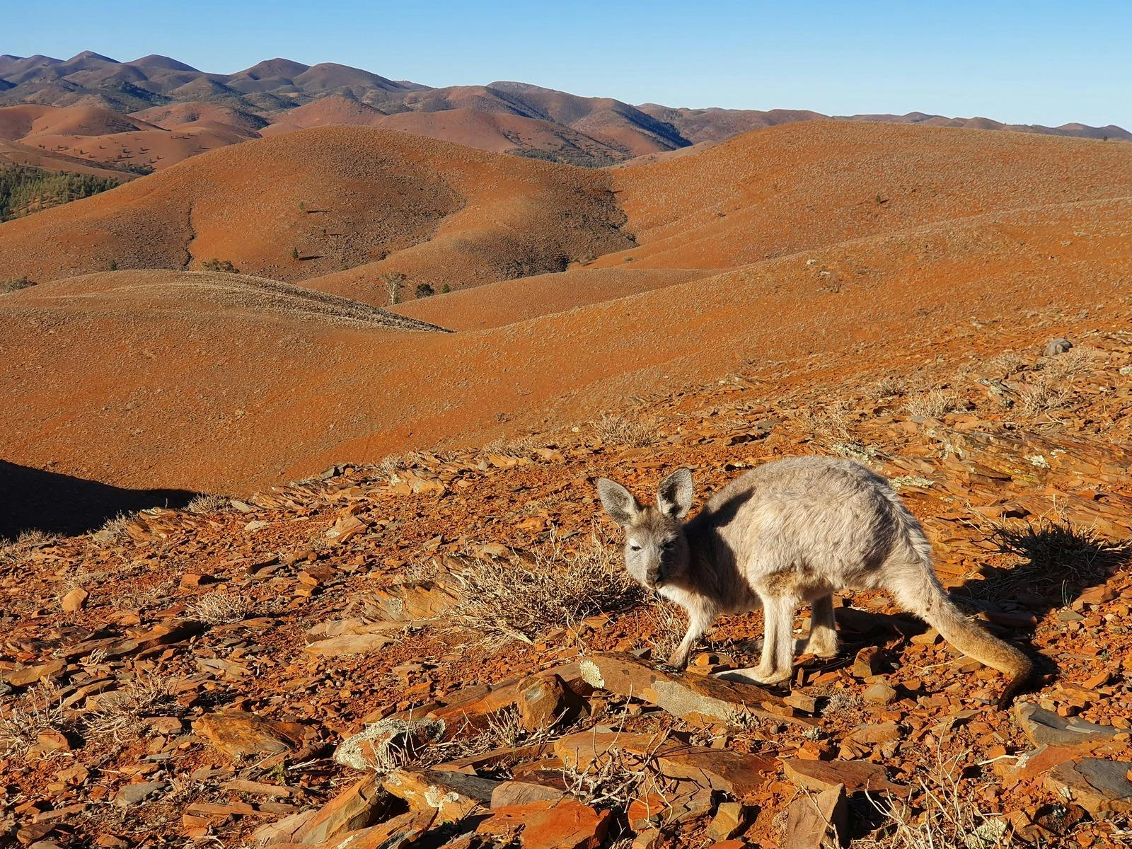 SA Eco Tours 5-day Flinders Ranges & Outback tour