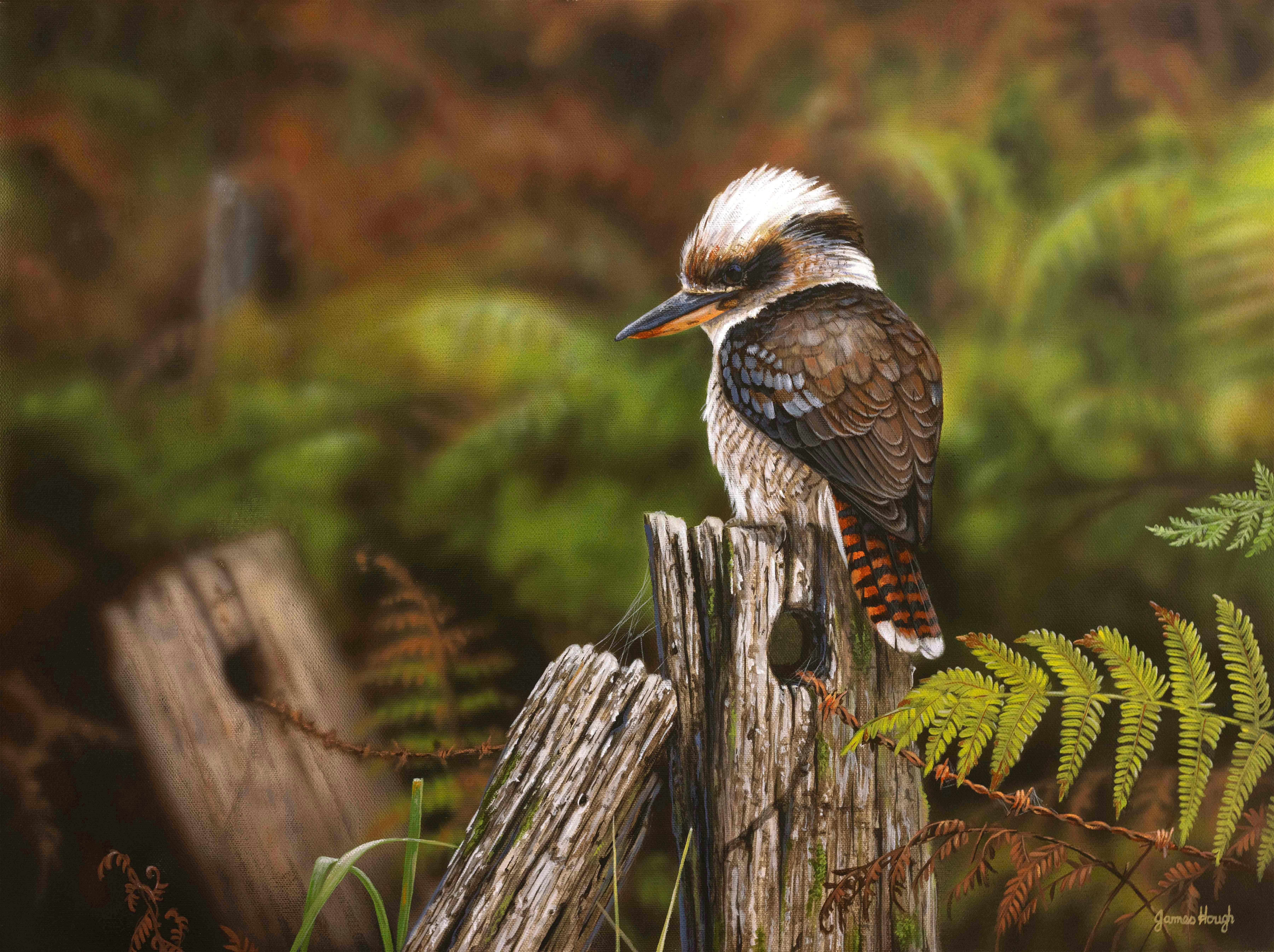 笑翠鸟将出现在 2026 年澳大利亚地理艺术日历中