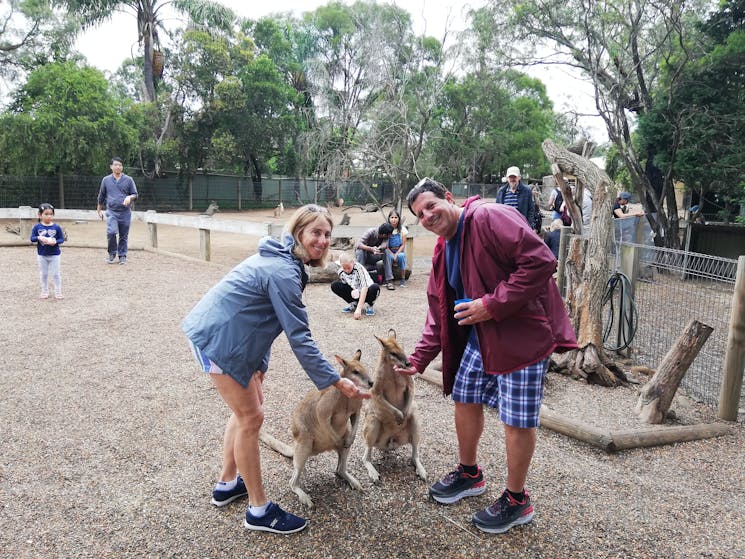 Kangaroo handfeeding private Sydney tours
