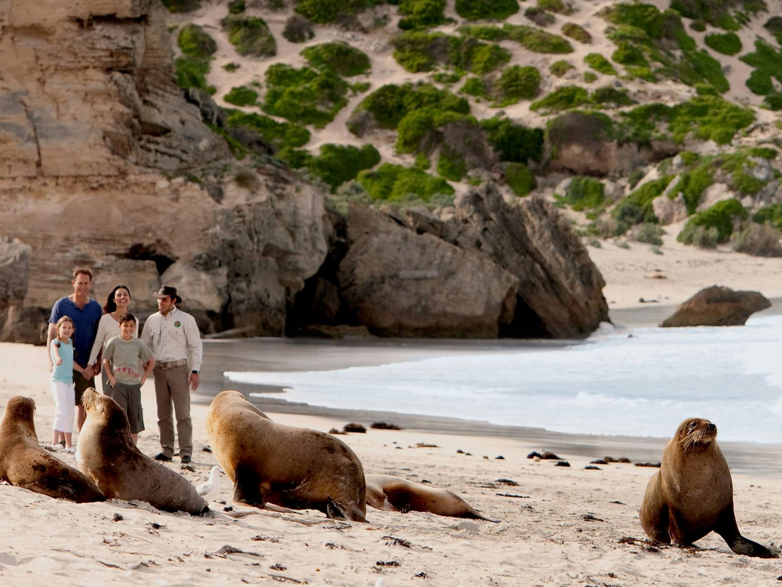 Seal Bay guided tours of Australian Sea Lion colonies