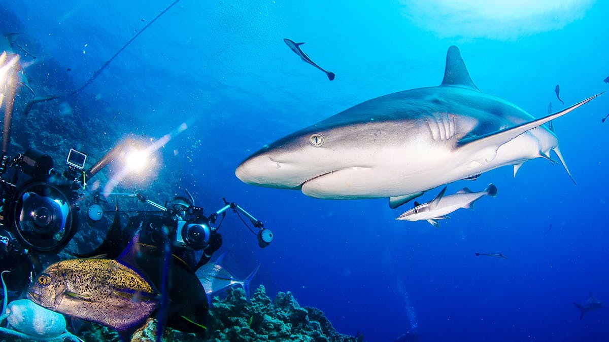 Shark Attraction  - Coral Sea