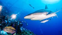 Shark Attraction - Coral Sea