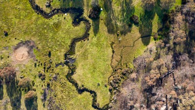 Paling Yards Bago State Forest