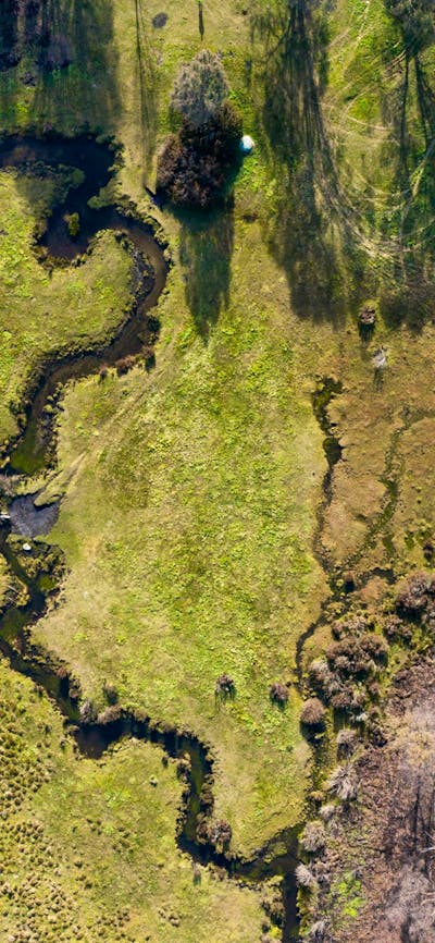 Paling Yards Bago State Forest