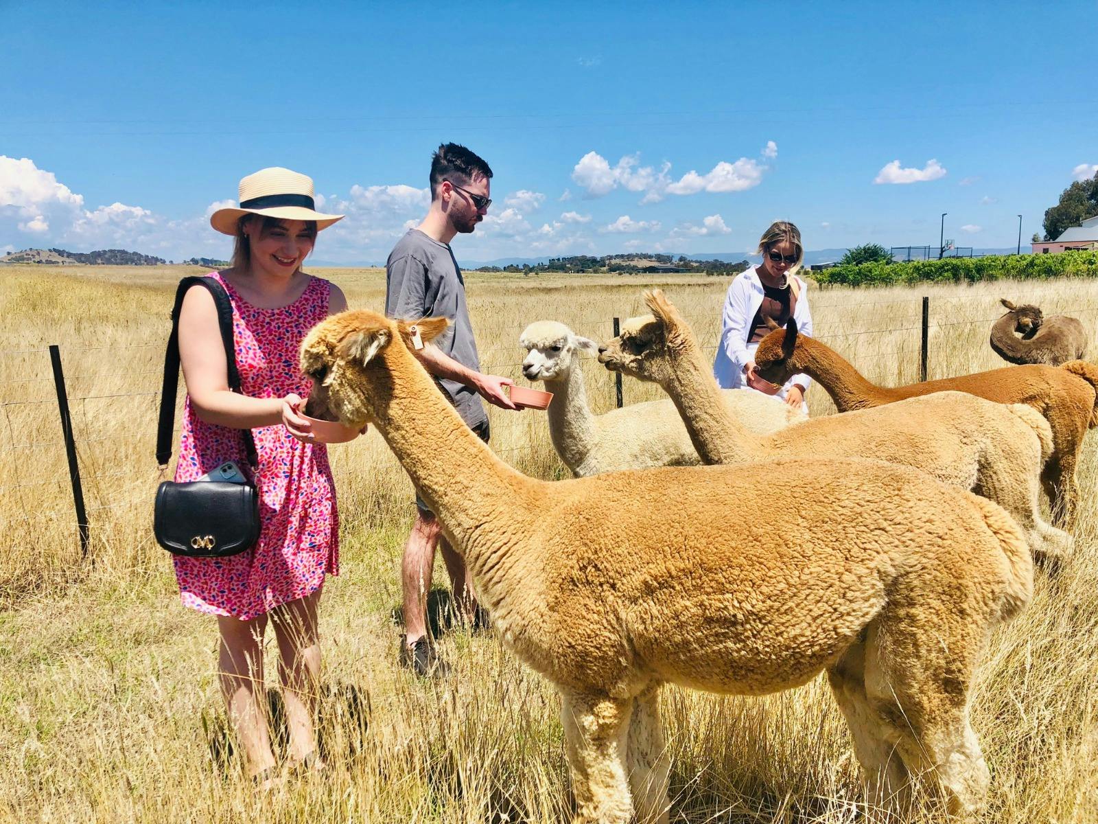 손으로 먹이주기