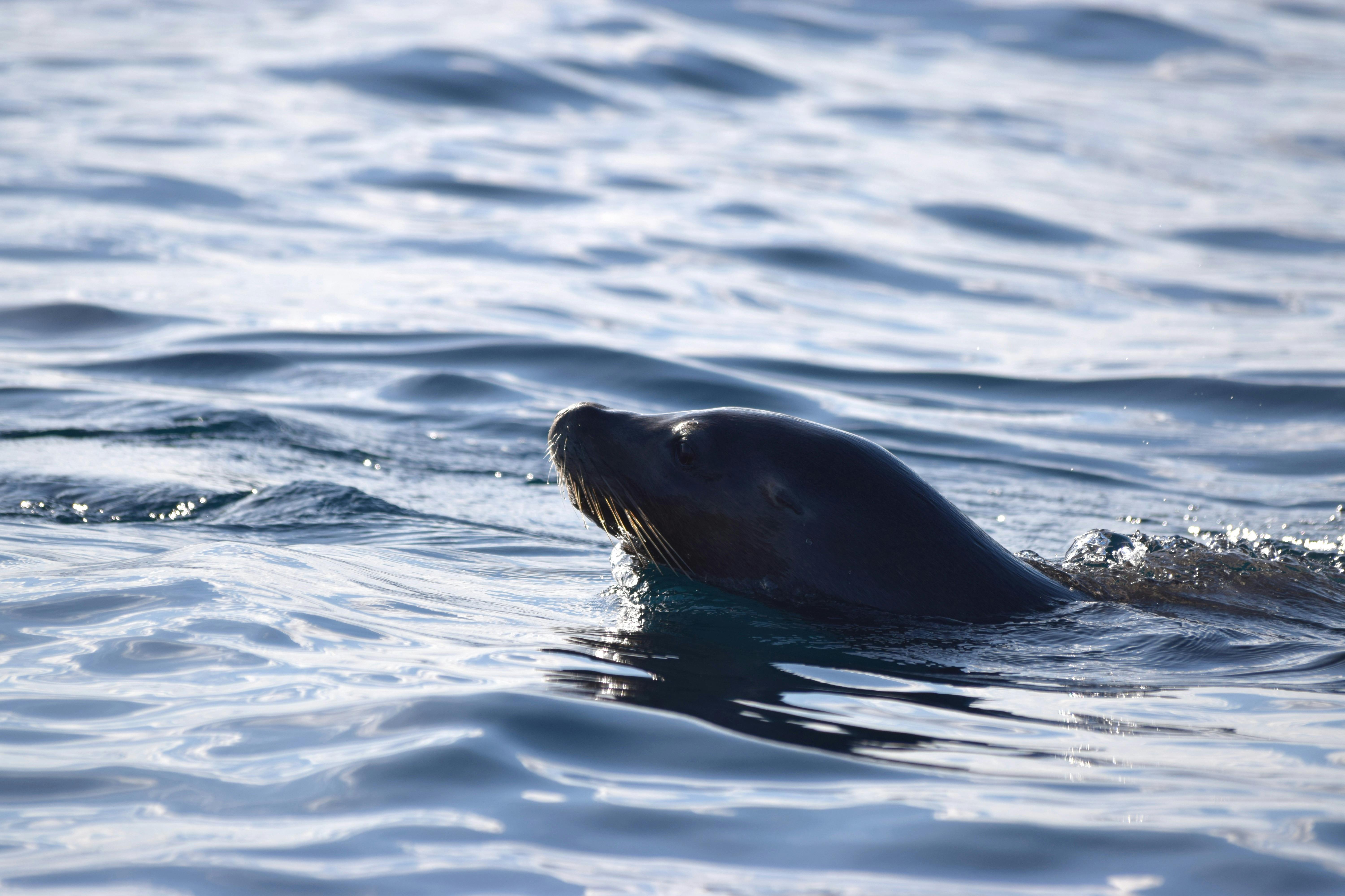 Seal in Princess Royal Harbour