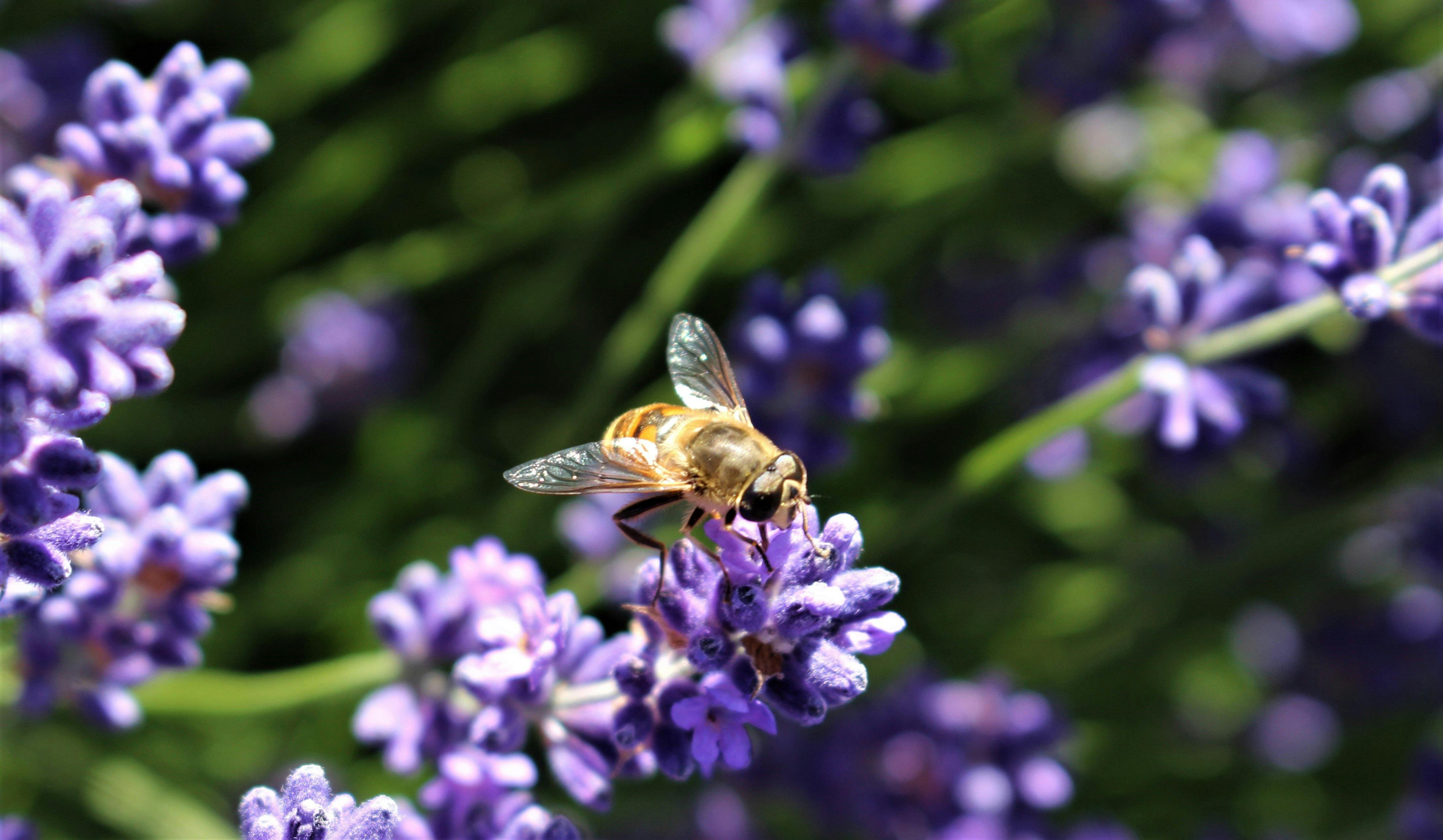 bee wearing sunglasses, sunbathing on English Lavender Flowers.