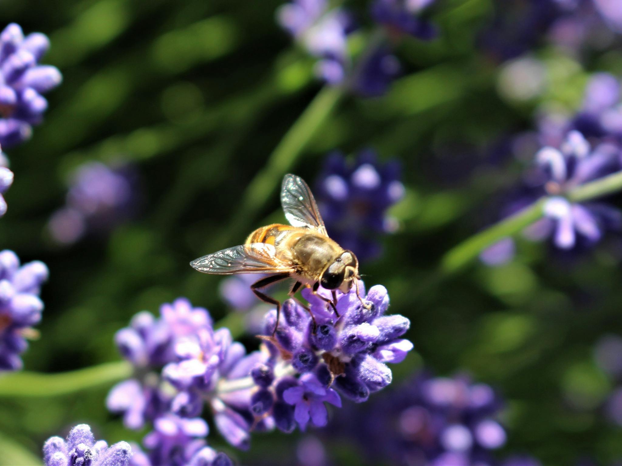 bee wearing sunglasses, sunbathing on English Lavender Flowers.