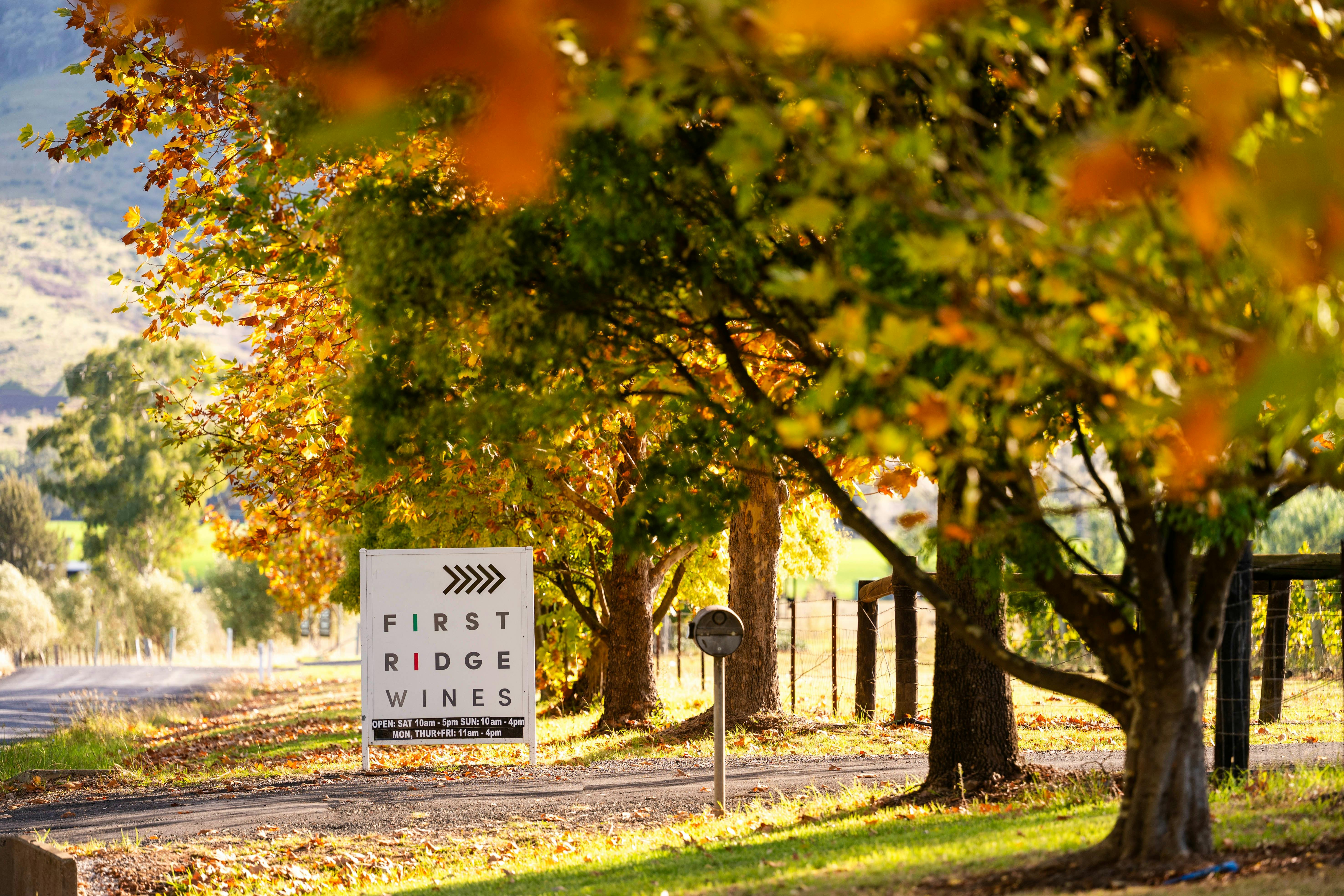 First Ridge is so lucky to have beautiful leaf colours on our vines and trees