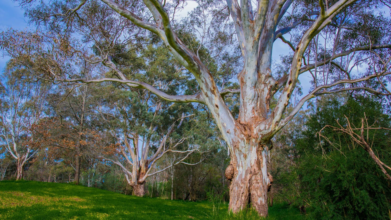 Banksia Park