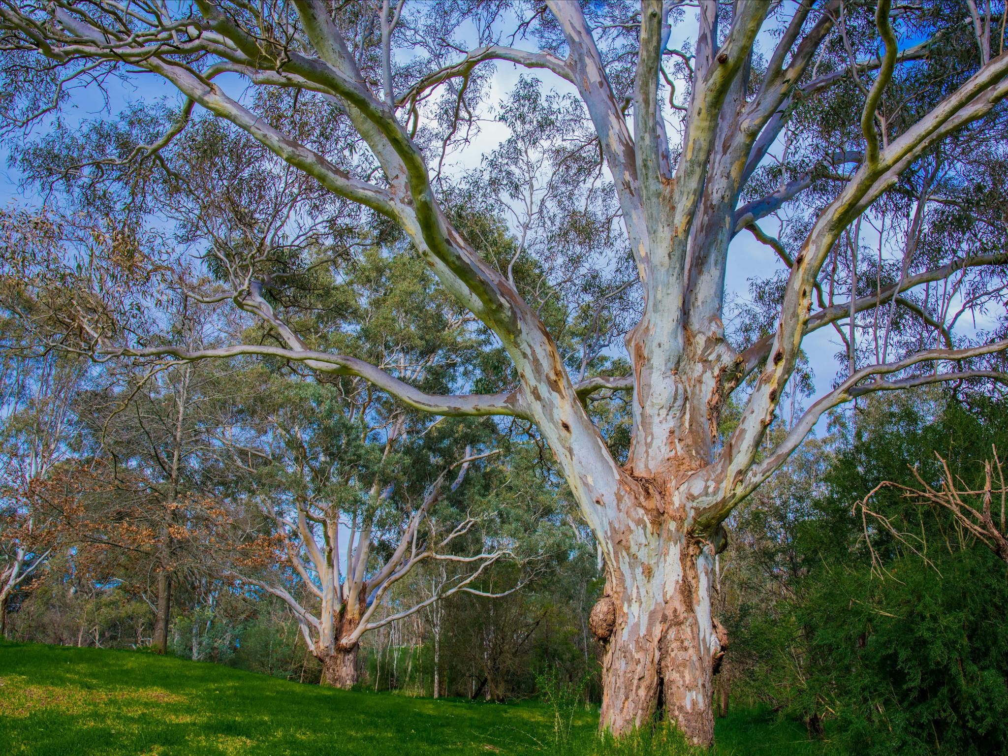 Banksia Park