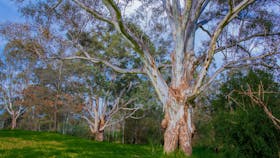 Banksia Park