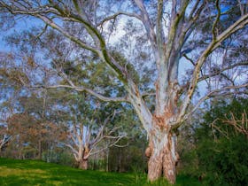 Banksia Park