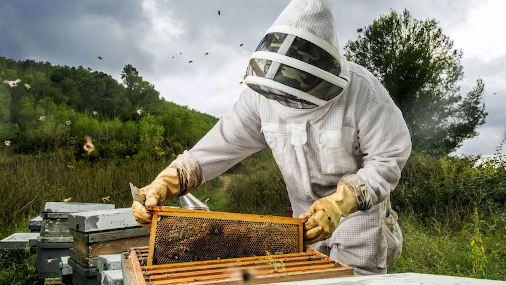 Honey tasting at Huonville