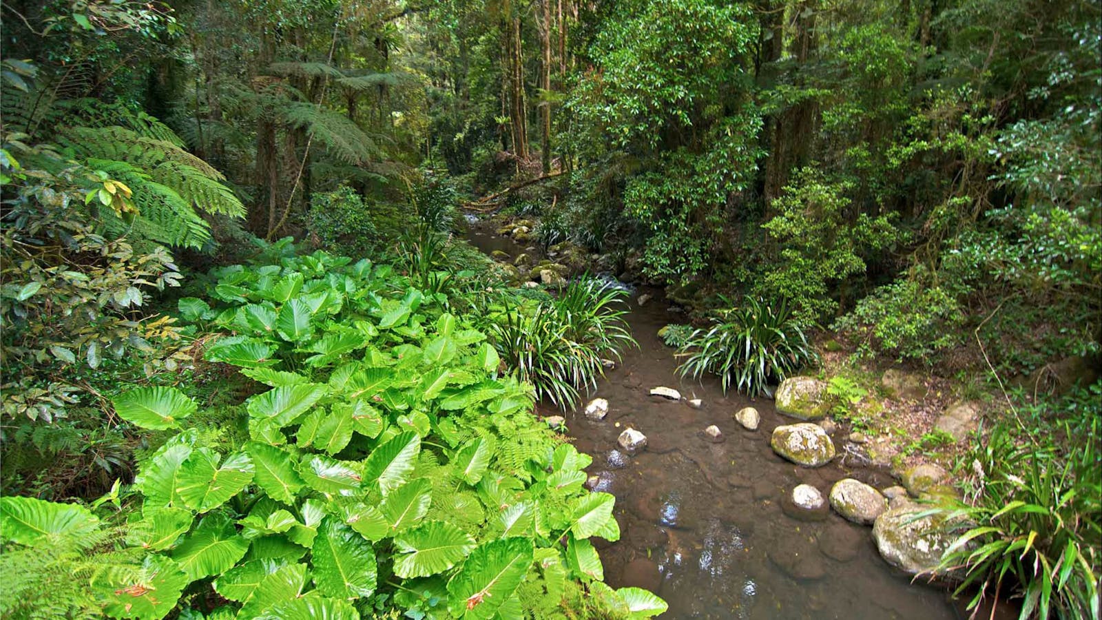 Brindle Creek Walking Track
