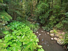 Brindle Creek Walking Track