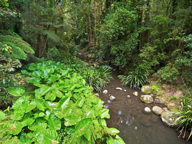 Brindle Creek. Photo:John Spencer