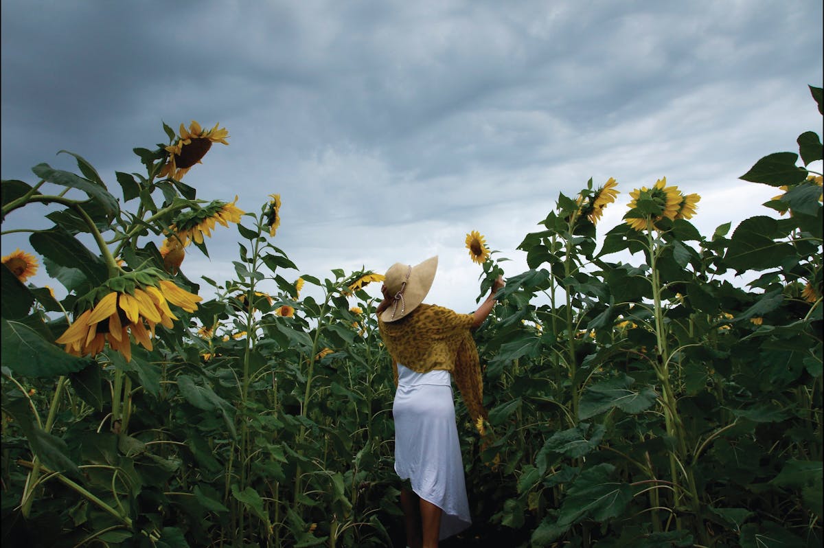 Sunflowers