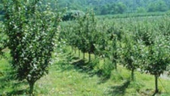 Pettys Orchard