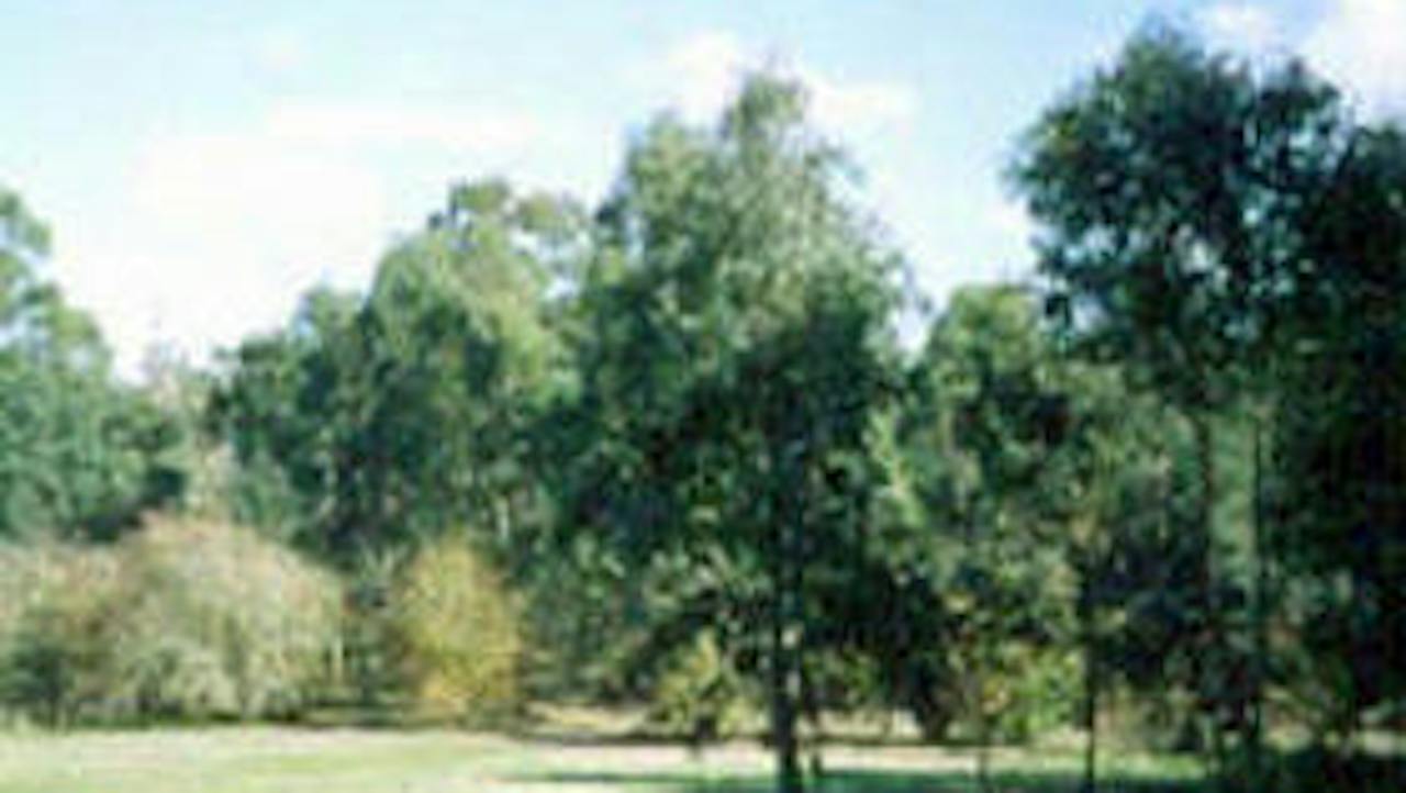 Sweeneys Flat