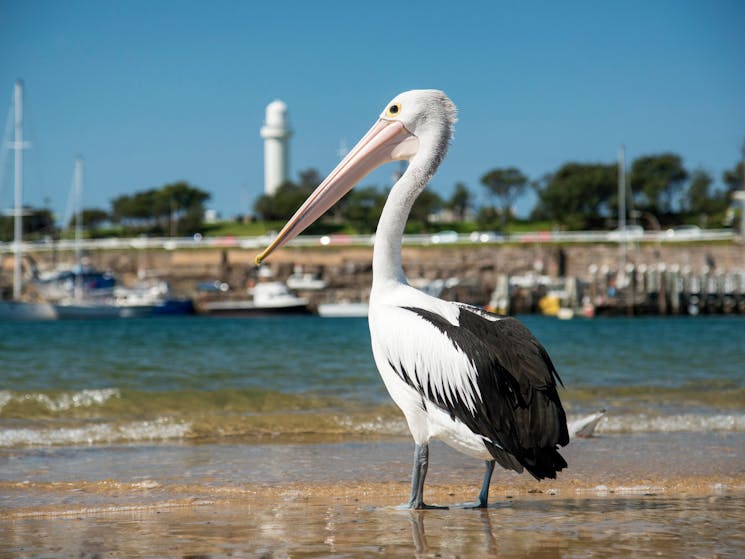 Pelican