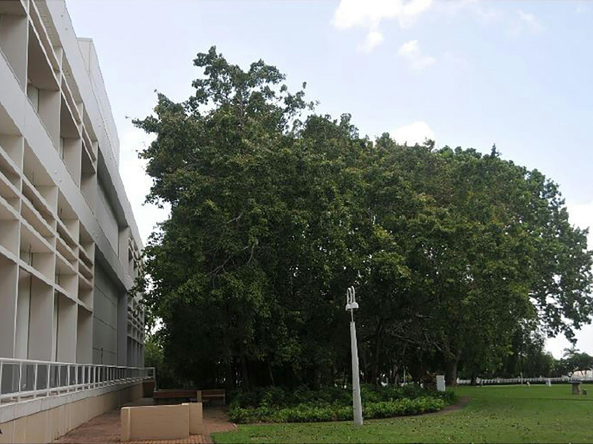 Banyan tree (note astonomical plinth and plaque to the right)